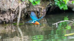 Foto: Siegfried Poepperl / unsplash