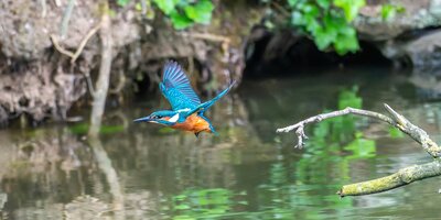 Foto: Siegfried Poepperl / unsplash